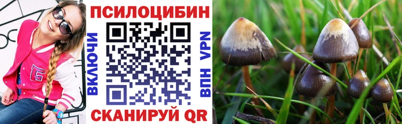 Псилоцибиновые грибы Cubensis Завитинск